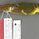 The only Liberian Greenbul sample (Image: Collinson et al, J Ornithol (2017))